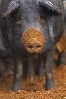 Images Dated 15th December 2011: Iberian pig with mud covered snout, Sierra de Aracena Natural Park, Huelva, Andalucia
