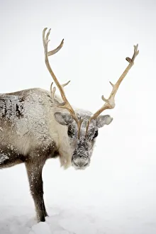 Ice covered Reindeer (Rangifer tarandus) during storm. Yar-Sale district, Yamal Ice covered Reindeer (Rangifer tarandus) during storm. Yar-Sale district, Yamal