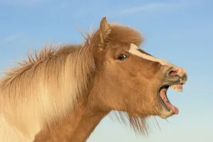 Icelandic horse with mouth open, Iceland Icelandic horse with mouth open, Iceland