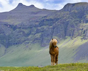 Icelandic horse standing in grassland, mountains in background. Southern Iceland. June Icelandic horse standing in grassland, mountains in background. Southern Iceland. June