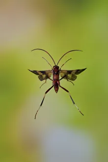 Ichneumon wasp (Compsocryptus sp.?) in flight, Williamson county, Texas, USA, November Ichneumon wasp (Compsocryptus sp.?) in flight, Williamson county, Texas, USA, November