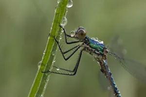 Imature male Emerald damselfly (Lestes sponsa) on leaf covered in water droplets Imature male Emerald damselfly (Lestes sponsa) on leaf covered in water droplets