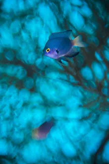 Imitator damselfish (Pomacentrus imitator) male, abstract in in front of a Black coral Imitator damselfish (Pomacentrus imitator) male, abstract in in front of a Black coral
