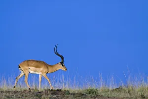 Impala (Aepyceros melampus) male, Masai-Mara Game Reserve, Kenya Impala (Aepyceros melampus) male, Masai-Mara Game Reserve, Kenya