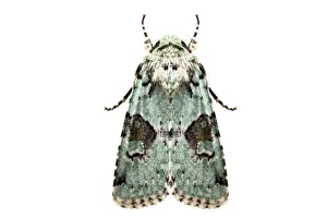 Implicit arches moth (Lacinipolia implicata) on white background, Tuscaloosa County Implicit arches moth (Lacinipolia implicata) on white background, Tuscaloosa County