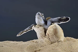 Images Dated 1st October 2015: After an incubation period of 45 to 55 days a first hatchling Green turtle (Chelonia