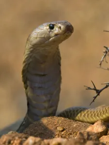 Indian Cobra or Spectacled Cobra (Naja naja), Karnataka, India Indian Cobra or Spectacled Cobra (Naja naja), Karnataka, India