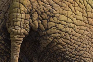 Indian elephant (Elephas maximus) close up of skin and tail, captive Indian elephant (Elephas maximus) close up of skin and tail, captive