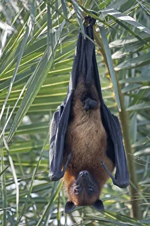 Roost Gallery: Indian Flying Fox (Pteropus giganticus) male roosting in tree, Keoladeo NP, Bharatpur