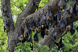 Roost Gallery: Indian flying foxes (Pteropus giganteus) roosting in tree, Yala National Park, Southern Province