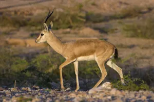 Indian gazelle or Chinkara, (Gazella bennettii), male, Thar desert, Rajasthan, India Indian gazelle or Chinkara, (Gazella bennettii), male, Thar desert, Rajasthan, India