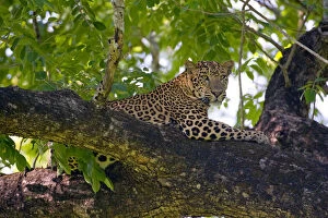 Images Dated 3rd May 2010: Indian Leopard (Panthera pardus fusca), subspecies from Asia, male resting on tree
