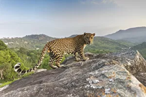 Indian leopard (Panthera pardus fusca) on rock with forested hills beyond