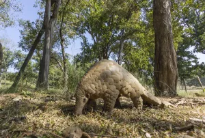 Indian pangolin (Manis crassicaudata) foraging for food, Kanha National Park Indian pangolin (Manis crassicaudata) foraging for food, Kanha National Park