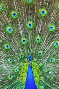 Male Animal Gallery: Indian peafowl (Pavo cristatus) peacock displaying feathers, captive, occurs in South