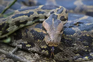Images Dated 29th February 2016: Indian python (Python molurus), flicking tongue, Rajasthan, India