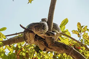 Indian python print, resting in a tree near a waterhole