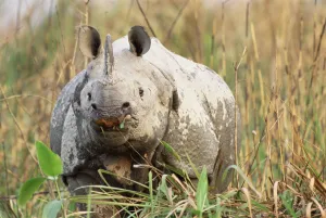 Indian Rhinoceros Gallery: Indian rhinoceros grazing {Rhinoceros unicornis} Kaziranga NP, Assam, India