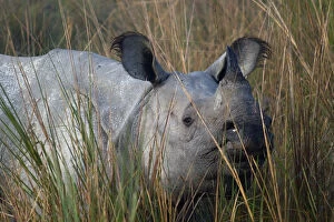 Images Dated 6th December 2006: Indian Rhinoceros (Rhinoceros unicornis) in long grass. Kaziranga National Park, India