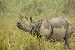 Indian Rhinoceros Gallery: Indian rhinoceros (Rhinoceros unicornis), female after light drizzle. Kaziranga National Park