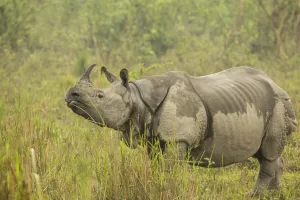 Indian Rhinoceros Gallery: Indian rhinoceros (Rhinoceros unicornis), female after light drizzle. Kaziranga National Park