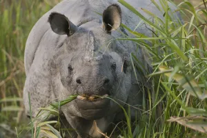 Indian Rhinoceros Gallery: Indian Rhinoceros (Rhinoceros unicornis) grazing, Kaziranga NP, Assam, India