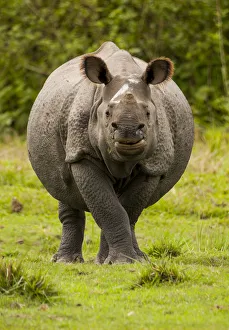 Indian Rhinoceros Gallery: Indian rhinoceros (Rhinoceros unicornis) portrait. Manas National Park UNESCO World Heritage Site