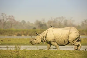 Indian Rhinoceros Gallery: Indian rhinoceros (Rhinoceros unicornis) in wetland, Kaziranga National Park, India