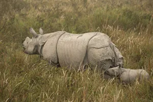 Indian Rhinoceros Gallery: Indian rhinoceros(Rhinoceros unicornis), mother and young calf in tall grass