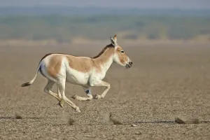 Indian wild ass (Equus hemionus khur) running, Wild Ass Sanctuary, Little Rann of Kutch Indian wild ass (Equus hemionus khur) running, Wild Ass Sanctuary, Little Rann of Kutch