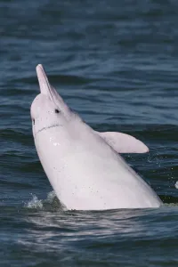Indo-Pacific humpback dolphin ( Sousa chinensis) surfacing, Tai O, Lantau Island Indo-Pacific humpback dolphin ( Sousa chinensis) surfacing, Tai O, Lantau Island