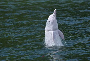 Indo-Pacific humpback dolphin (Sousa chinensis) with fishing net damage around throat Indo-Pacific humpback dolphin (Sousa chinensis) with fishing net damage around throat