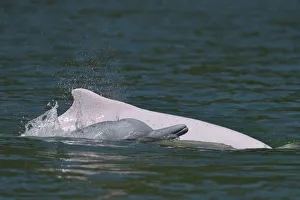 Indo-Pacific humpback dolphins (Sousa chinensis) at surface, Tai O, Lantau Island Indo-Pacific humpback dolphins (Sousa chinensis) at surface, Tai O, Lantau Island