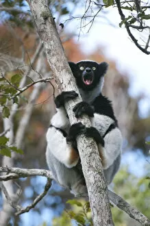 Images Dated 1st October 2012: Indri (Indri indri) calling, Andasibe-Mantadia NP, Madagascar