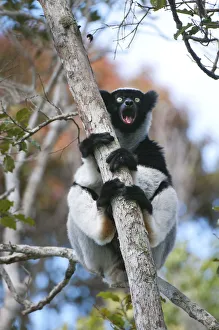 Indri (Indri indri) calling, Andasibe-Mantadia NP, Madagascar Indri (Indri indri) calling, Andasibe-Mantadia NP, Madagascar