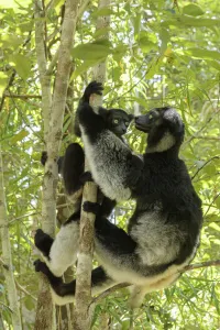 Indri (Indri indri), two climbing trees in rainforest. Palmarium Reserve, Madagascar Indri (Indri indri), two climbing trees in rainforest. Palmarium Reserve, Madagascar