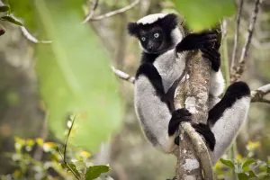 Indri (Indri indri) portrait, climbing tree, tropical rainforest Indri (Indri indri) portrait, climbing tree, tropical rainforest
