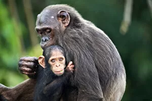 Hominoidea Gallery: Infant Chimpanzee (Pan troglodytes troglodytes), aged 7 months, clinging onto its mother