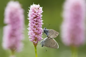 Iolas blue butterfly (Iolana iolas) pair mating on flowers, Aosta Valley, Gran Paradiso Iolas blue butterfly (Iolana iolas) pair mating on flowers, Aosta Valley, Gran Paradiso