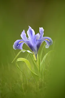 Iris (Iris sp) Alcal de Guadaira, Seville, Spain Iris (Iris sp) Alcal de Guadaira, Seville, Spain