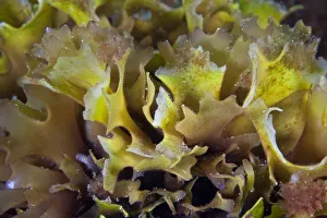Irish Moss (Chondrus crispus) English Channel, off the coast of Sark, Channel Islands Irish Moss (Chondrus crispus) English Channel, off the coast of Sark, Channel Islands