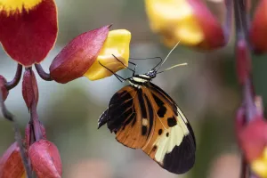 Ismenius tiger butterfly (Heliconius ismenius), Mindo, Ecuador Ismenius tiger butterfly (Heliconius ismenius), Mindo, Ecuador