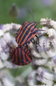 Two Italian stink bugs (Graphosoma italicum) on Mediterranean hartwort (Tordylium Two Italian stink bugs (Graphosoma italicum) on Mediterranean hartwort (Tordylium