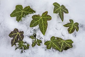 Ivy (Hedera helix) clump protruding through snow. Peak District National Park, Derbyshire Ivy (Hedera helix) clump protruding through snow. Peak District National Park, Derbyshire