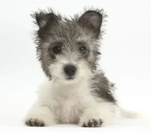 Jack Russell x Westie puppy age 12 weeks Jack Russell x Westie puppy age 12 weeks