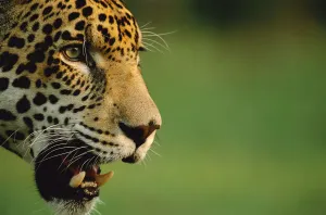 Jaguar head profile portrait {Panthera onca} captive, Pantanal, Brazil Jaguar head profile portrait {Panthera onca} captive, Pantanal, Brazil