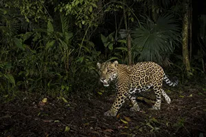 Jaguar (Panthera onca) camera trap image, Tortuguero National Park, Costa Rica Jaguar (Panthera onca) camera trap image, Tortuguero National Park, Costa Rica