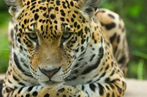 Jaguar (Panthera onca) close-up head portrait, lying down, captive Jaguar (Panthera onca) close-up head portrait, lying down, captive