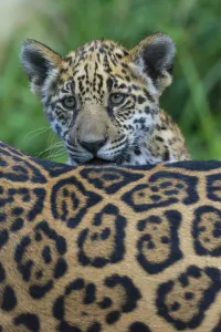 Jaguar (Panthera onca) cub looking over its mother's back, captive, occurs in Southern Jaguar (Panthera onca) cub looking over its mother's back, captive, occurs in Southern