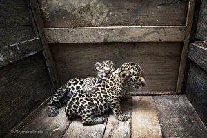 Two Jaguar (Panthera onca) cubs in a wooden crate after being rescued, Campeche, Mexico Two Jaguar (Panthera onca) cubs in a wooden crate after being rescued, Campeche, Mexico